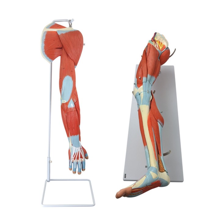 Arm and Leg Muscle Models